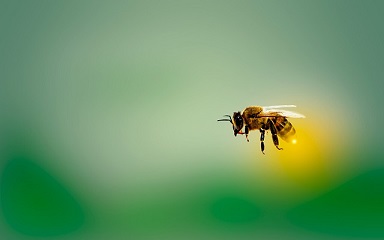 神社で蜂が現れるスピリチュアルな意味やメッセージは？３つの捉え方で開運