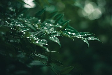 雨あがりに濡れた葉っぱ