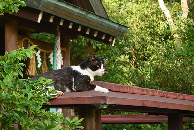 神社で猫に会うスピリチュアルな意味は？縁起がいいの？