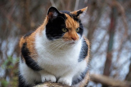 神社で猫に会うスピリチュアルな意味は？縁起がいいの？